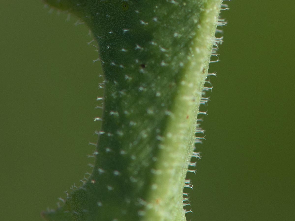 Behaarung Blatt